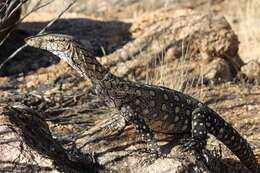 Image of Perentie