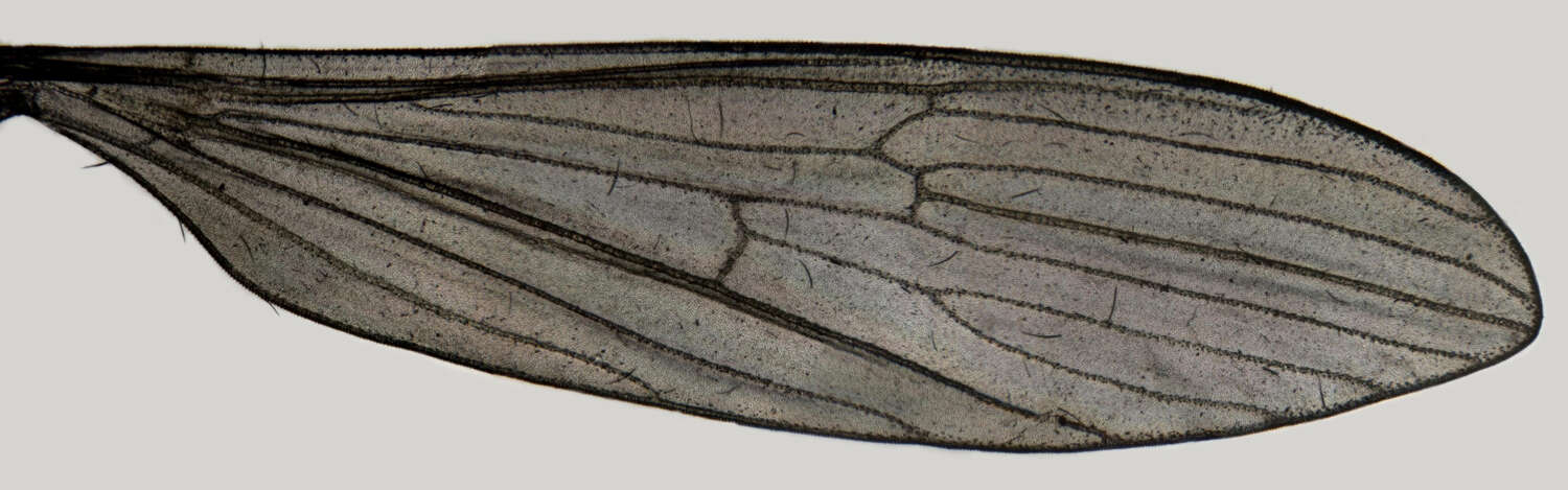 Image of Molophilus (Molophilus) pleuralis de Meijere 1920