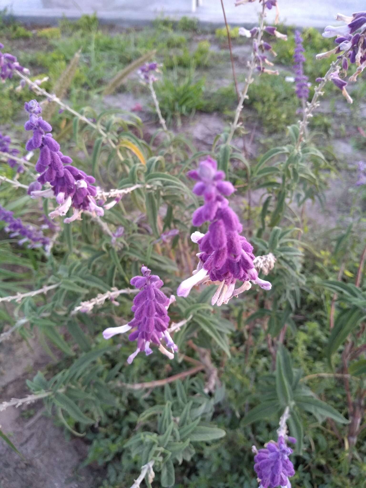 Sivun Salvia leucantha Cav. kuva