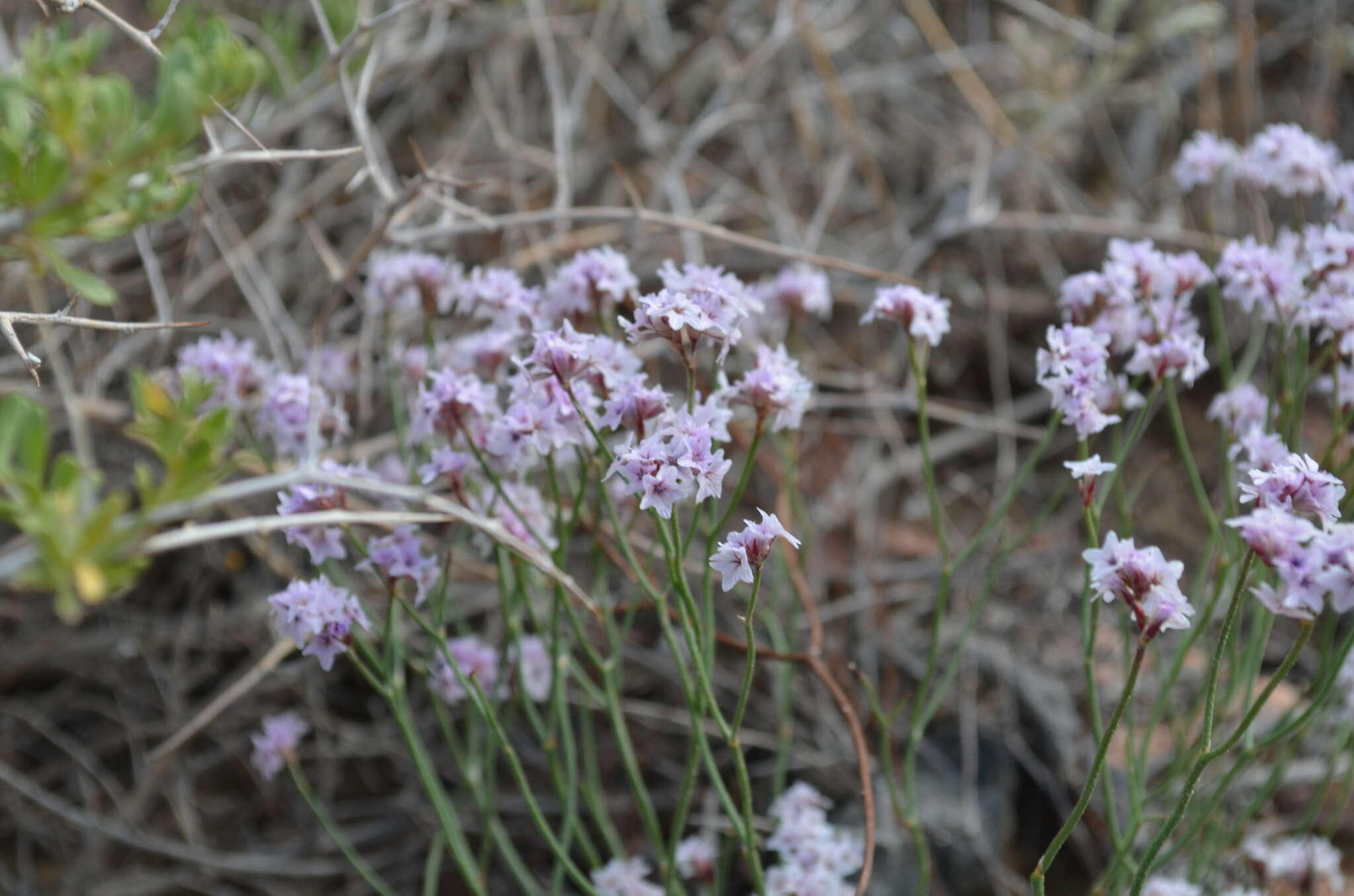 Image of Limonium hoeltzeri (Regel) Ikonn.-Gal.