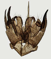 Image of Molophilus (Molophilus) obscurus (Meigen 1818)