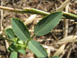 Image of snail medick