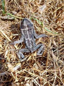 Image of Atacama Toad