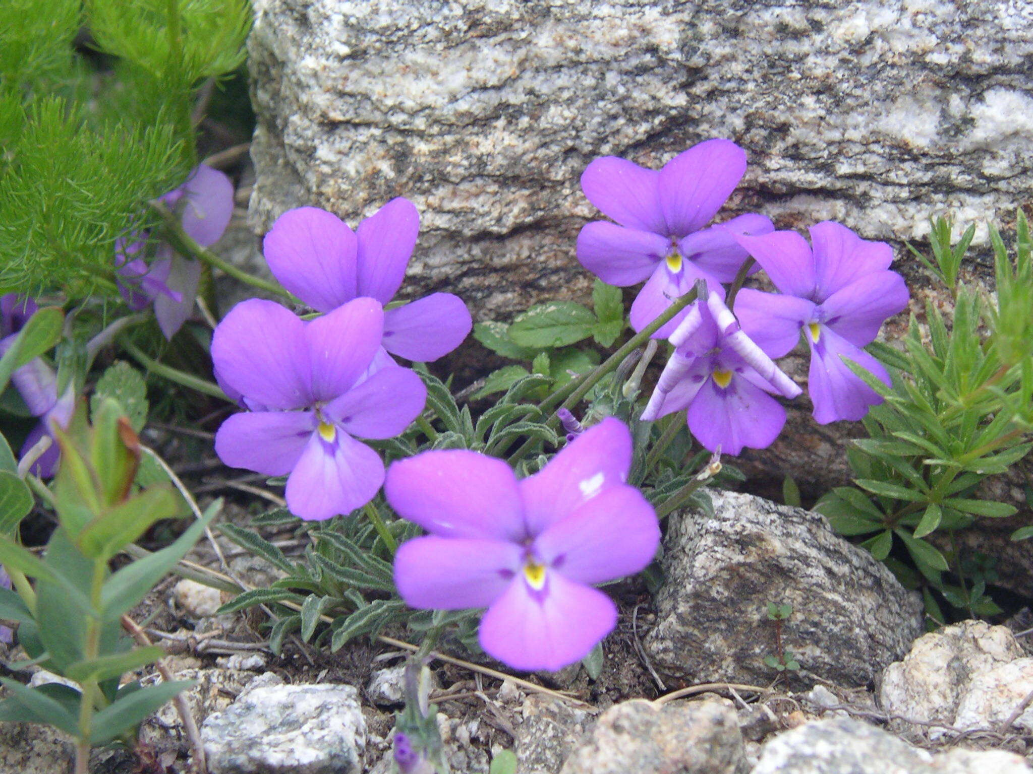Sivun Viola valderia All. kuva