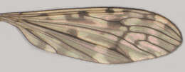 Image of Limonia nubeculosa Meigen 1804