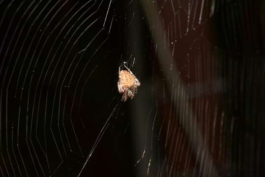 Image of Spotted orbweaver