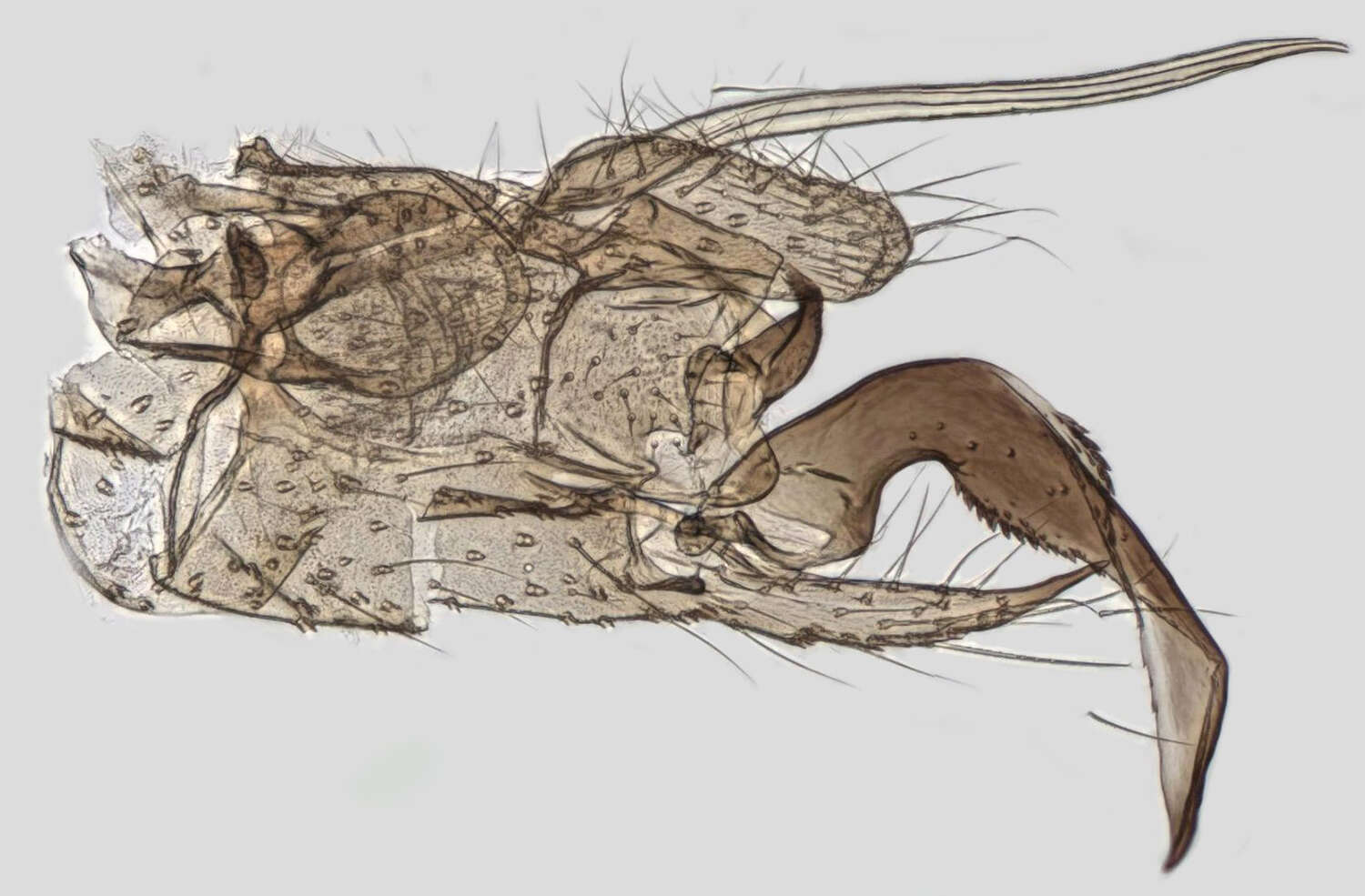 Image of Molophilus (Molophilus) griseus (Meigen 1804)