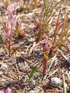 Image of Lachenalia corymbosa (L.) J. C. Manning & Goldblatt