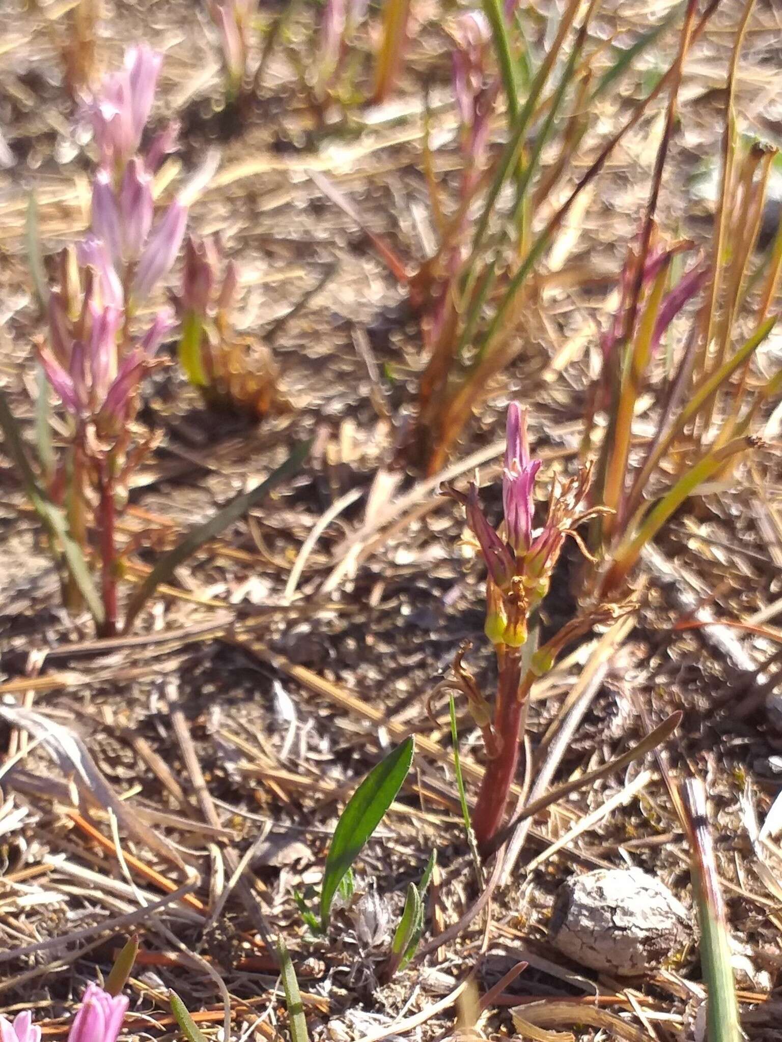 Image of Lachenalia corymbosa (L.) J. C. Manning & Goldblatt