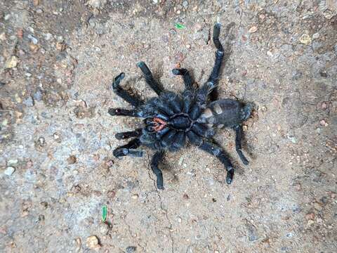 Image of Orange Baboon Tarantula