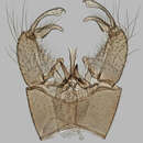 Image of Euphylidorea (Euphylidorea) aperta (Verrall 1887)