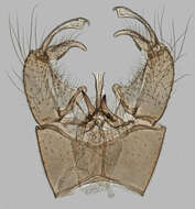 Image of Euphylidorea (Euphylidorea) aperta (Verrall 1887)