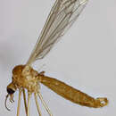 Image of Dicranomyia (Dicranomyia) sera (Walker 1848)