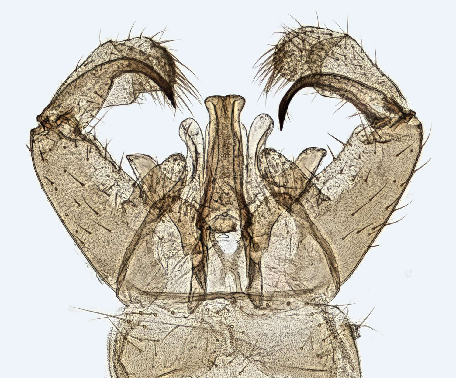Image of Dicranomyia (Dicranomyia) sera (Walker 1848)