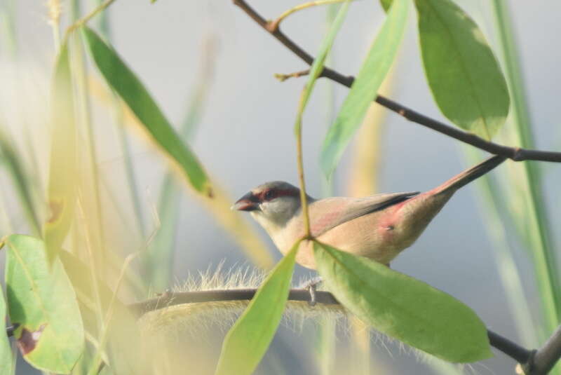 Image of Crimson-rumped Waxbill