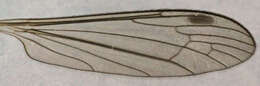 Image of Dicranomyia (Numantia) fusca (Meigen 1804)