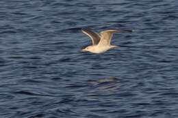 Larus californicus Lawrence 1854 resmi