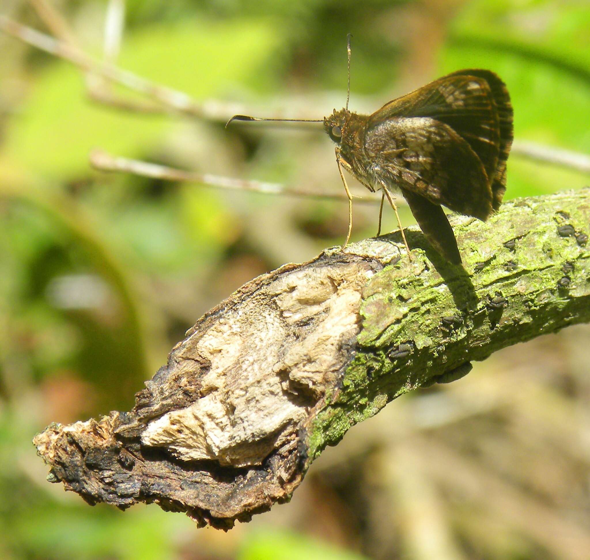 Image of Lucida lucia scopas Mabille 1891