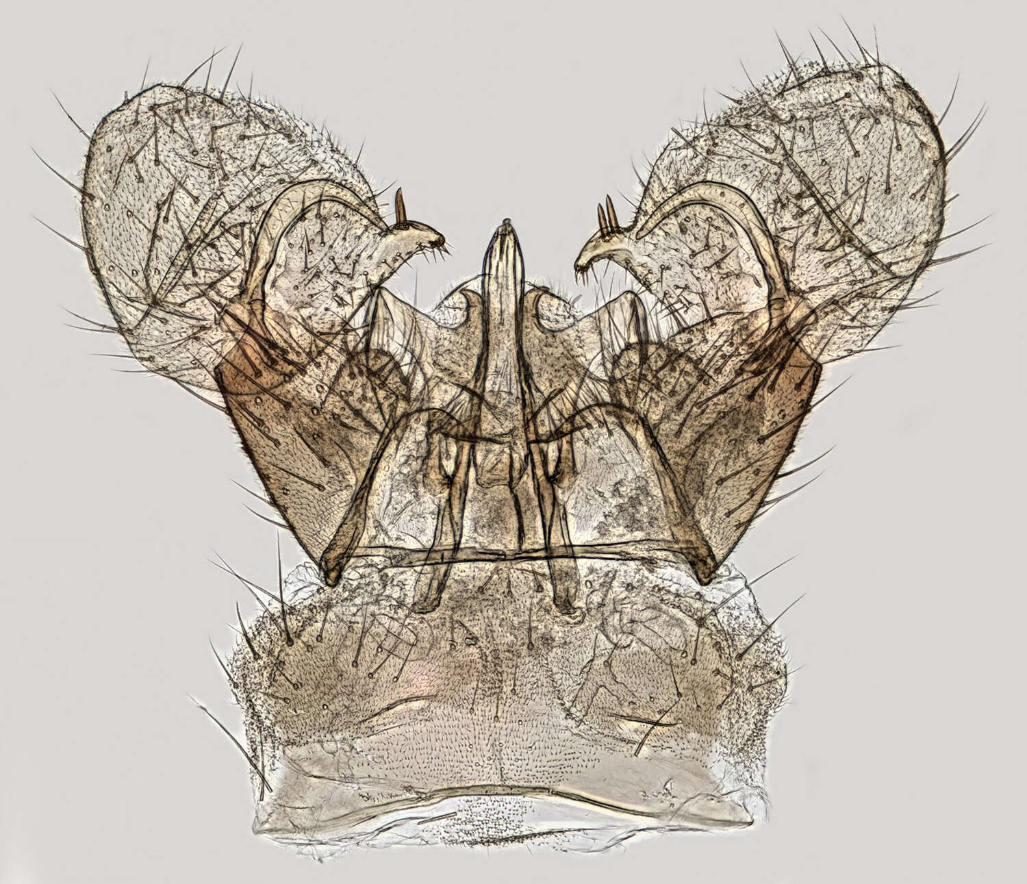 Image of Dicranomyia (Dicranomyia) chorea (Meigen 1818)