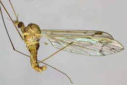 Image of Dicranomyia (Dicranomyia) chorea (Meigen 1818)