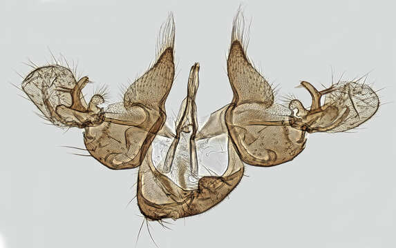 Image of Dicranomyia
