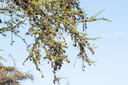 Image of Larix gmelinii var. gmelinii