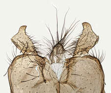 Image of Suillia pallida (Fallen 1820)