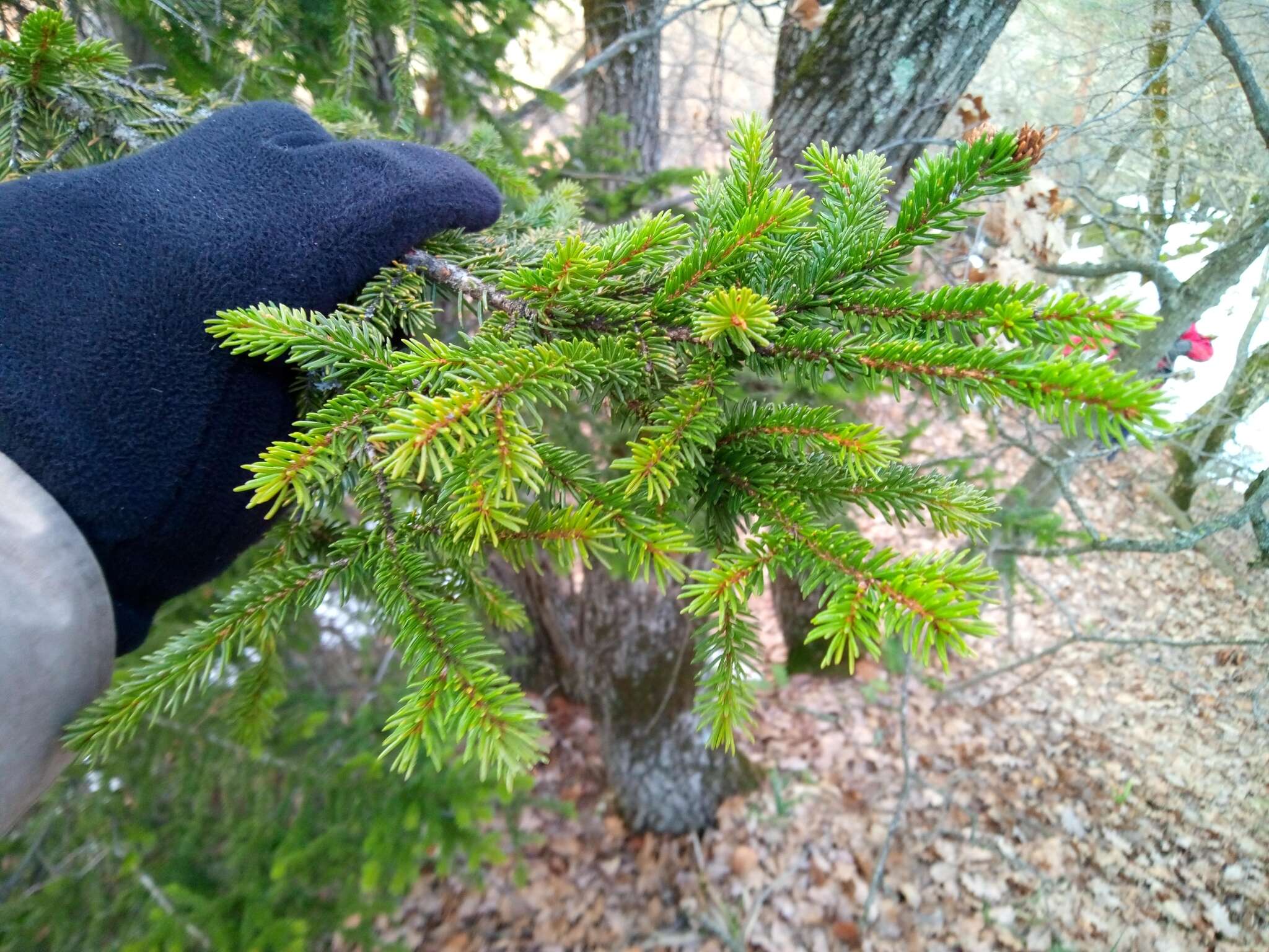 Image of Caucasian Spruce