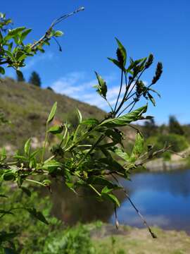 Image of Psoraleeae