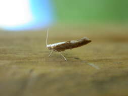 Image of Argyresthia albistria Haworth 1828