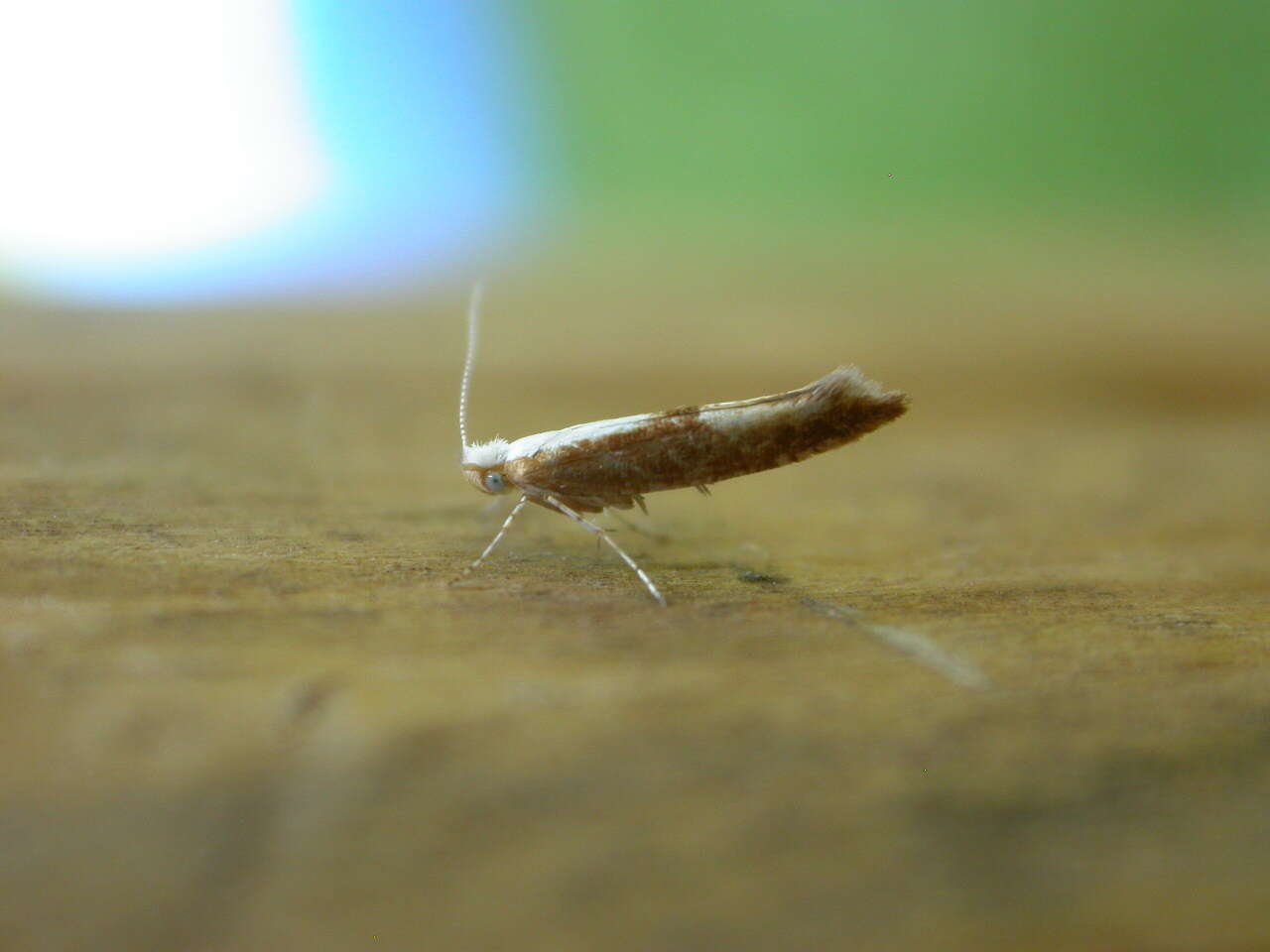 Imagem de Argyresthia albistria Haworth 1828