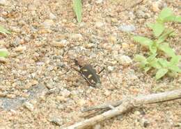 Image of Cicindela (Ancylia) calligramma Schaum 1861