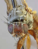 Image of Heleomyza