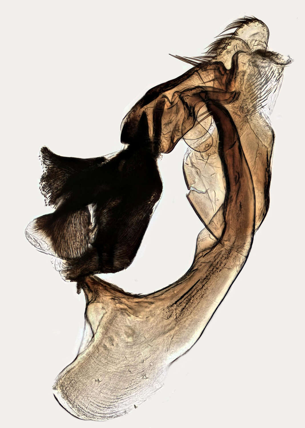 Image of Suillia pallida (Fallen 1820)