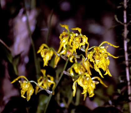 Image of Cyrtochilum pardinum Lindl.