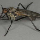 Image of Rhamphomyia stigmosa Macquart 1827