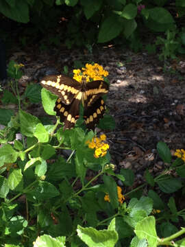 Image of Eastern Giant Swallowtail