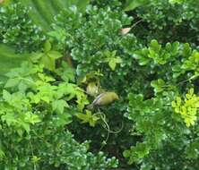 Image of Swinhoe's White-eye