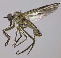 Image of Rhamphomyia crassirostris (Fallen 1816)