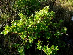 Image of Coprosma neglecta Cheeseman