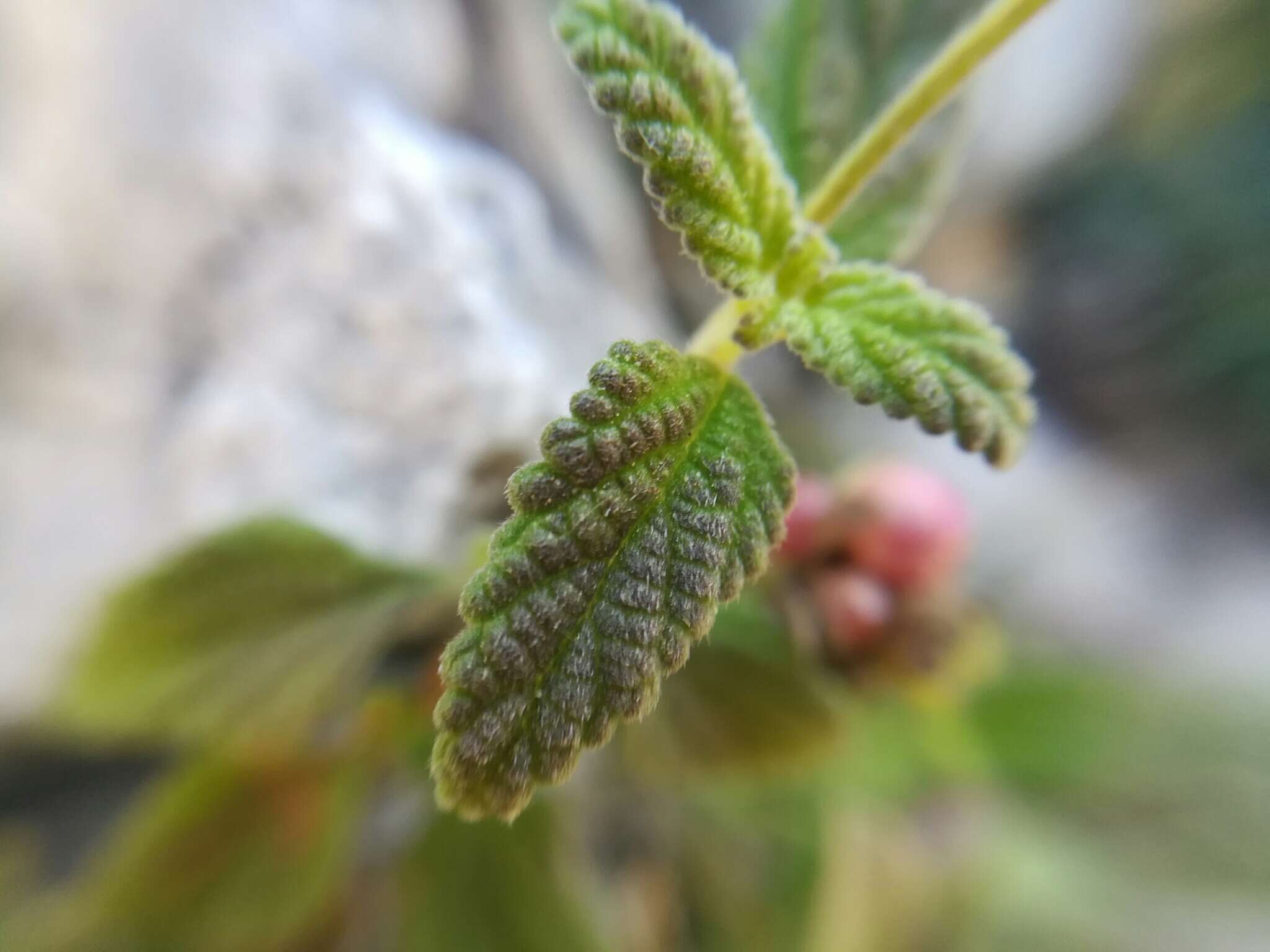 Image of velvet shrubverbena