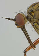 Image of Empis opaca Meigen 1804