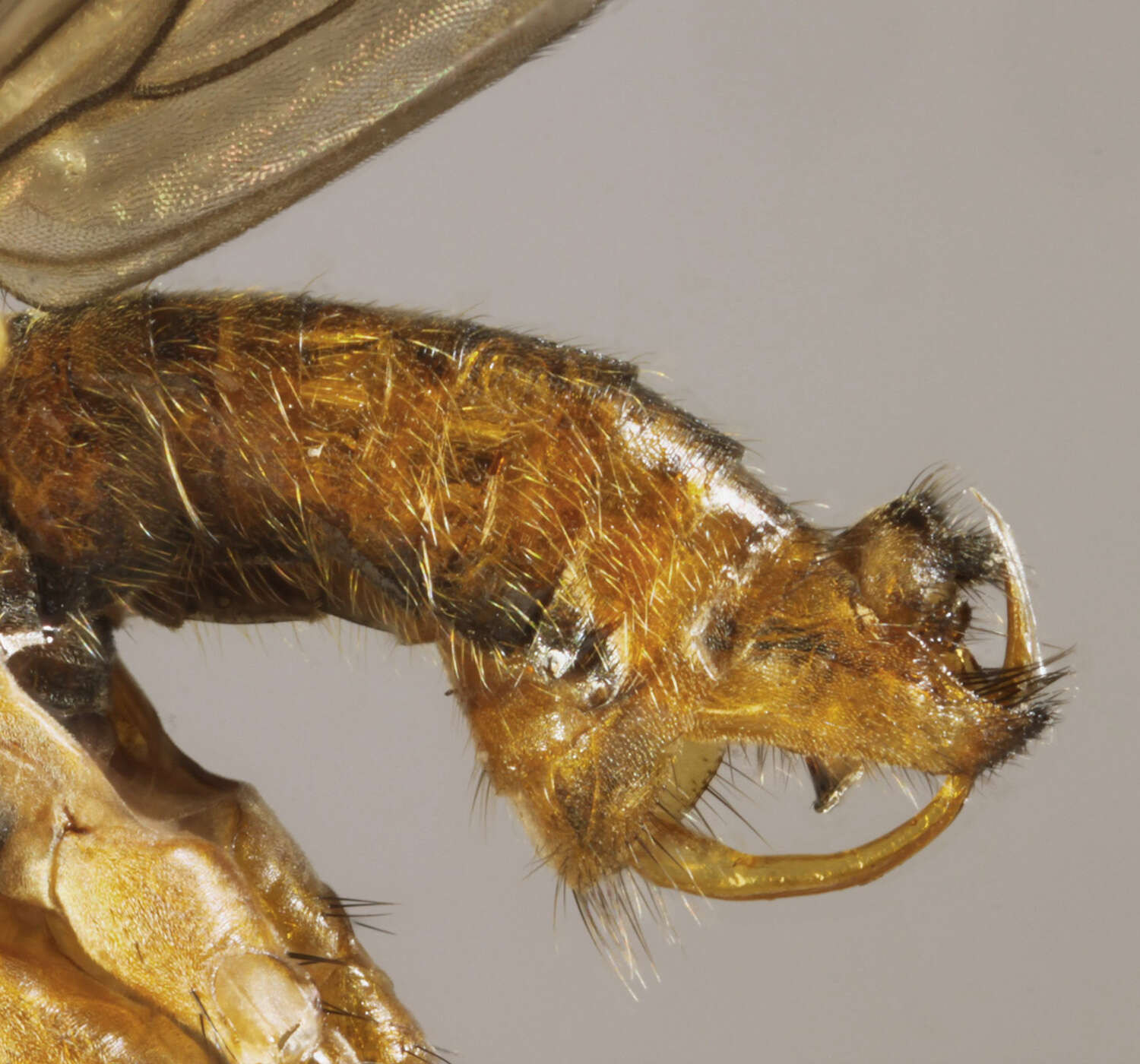 Image of Empis punctata Meigen 1804