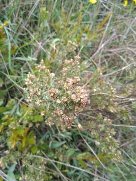 Image of Baccharis tricuneata (L. fil.) Pers.