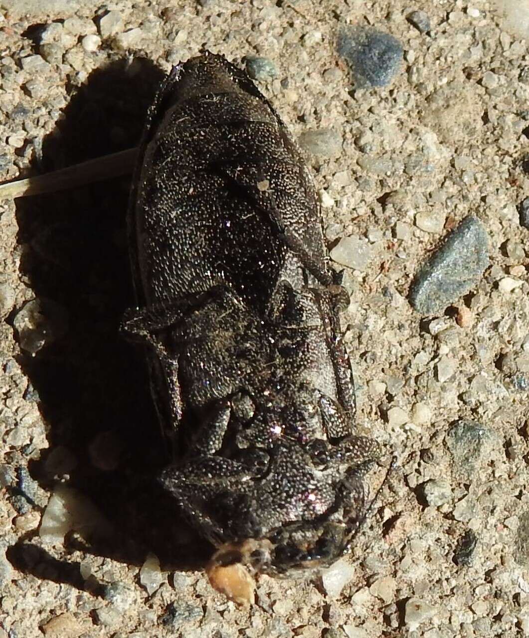 صورة Polycesta californica Le Conte 1857