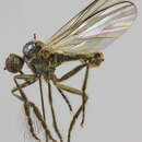 Image of Rhamphomyia hirsutipes Collin 1926