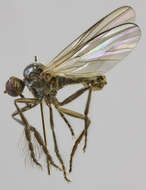 Image of Rhamphomyia hirsutipes Collin 1926