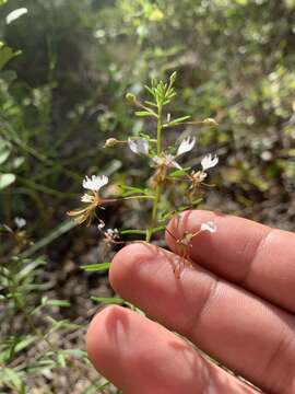 Image of large clammyweed