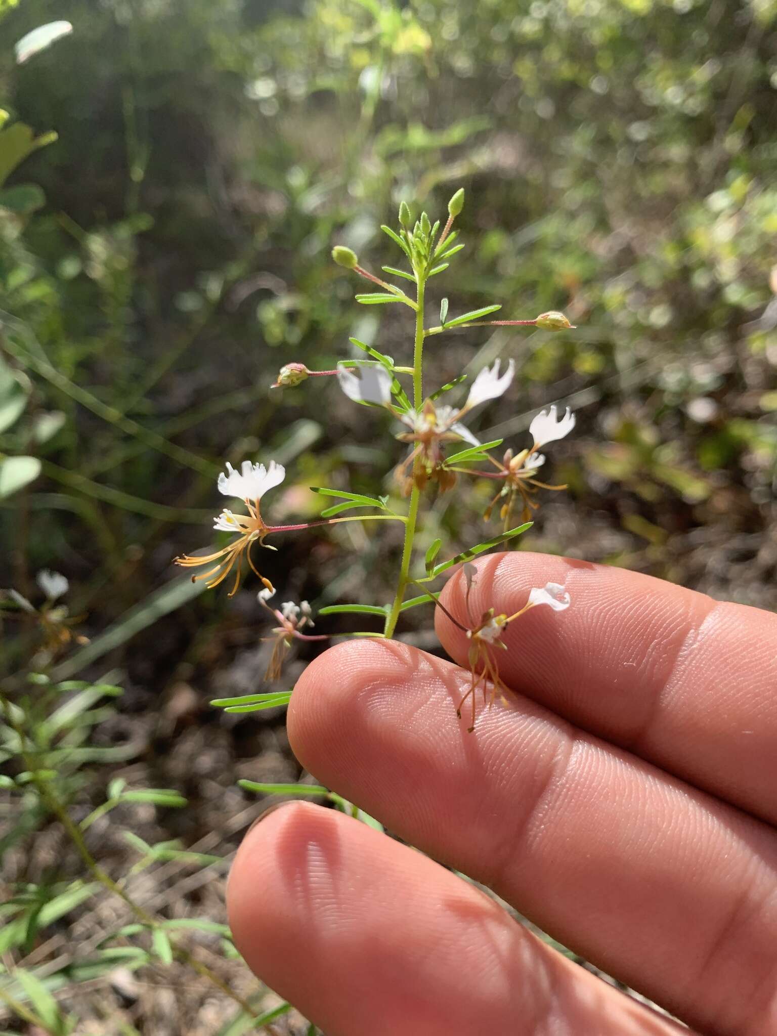 Image of large clammyweed