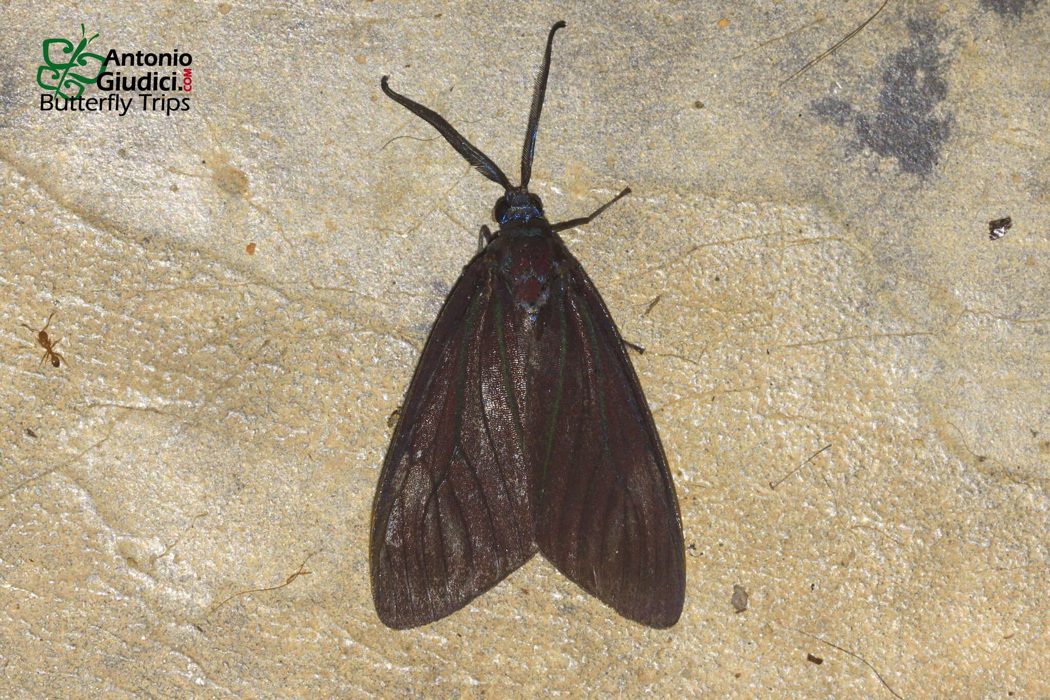 Image of Cyclosia macularia Guérin-Meneville 1843